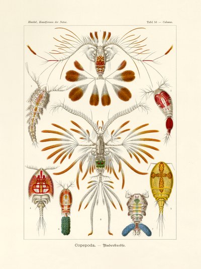 Copepoda, 1899-1904 av German School