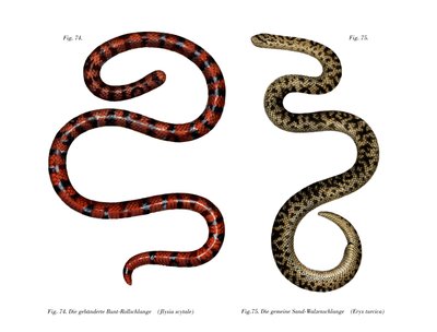 Coral Cylinder Snake (lito i färg) av German School