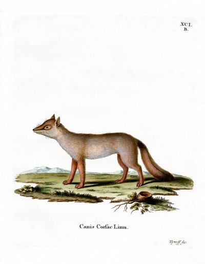 Corsac Fox (färgad gravyr) av German School