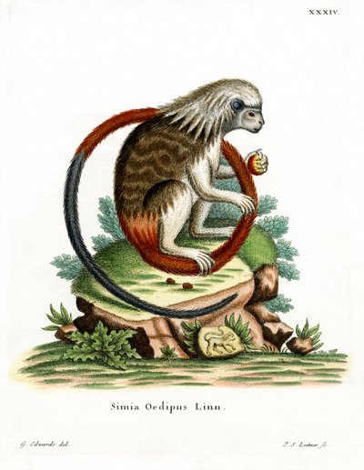 Tamarin med bomullstopp (färgad gravyr) av German School