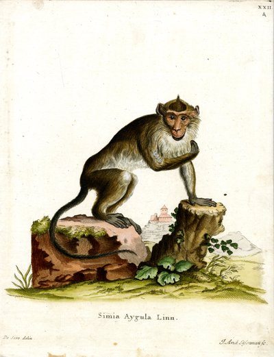 Krabbätande makak (färgad gravyr) av German School