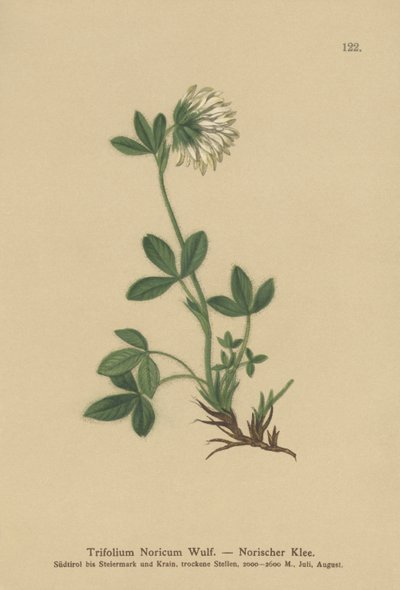 Gräddklöver (Trifolium Noricum) av German School