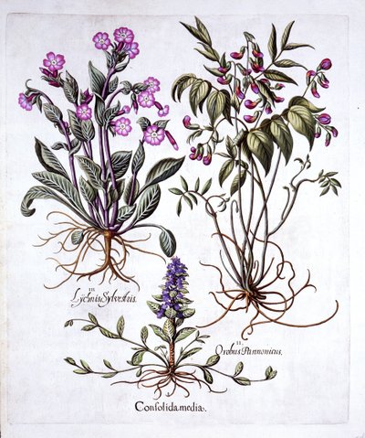Krypande bugel, vårvicker och röd campion, från Hortus Eystettensis, av Basil Besler (1561-1629), pub. 1613 (handfärgad gravyr) av German School