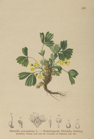 Krypande Sibbaldia (Sibbaldia procumbens) av German School