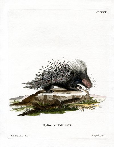 Crested Porcupine (färgad gravyr) av German School