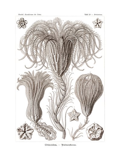 Crinoidea, 1899-1904 av German School