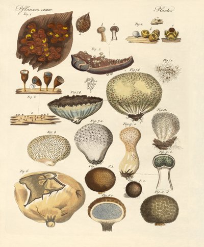 Kryptogram växter (färgad gravyr) av German School