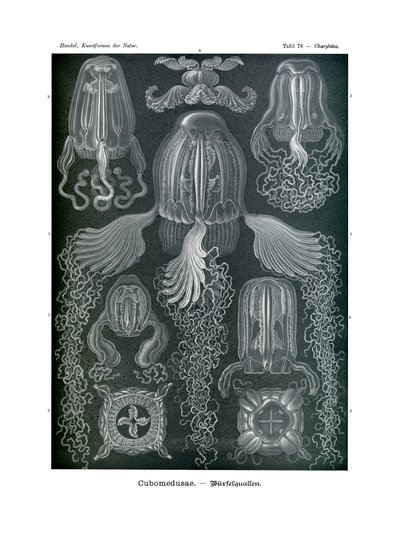 Cubomedusae, 1899-1904 av German School