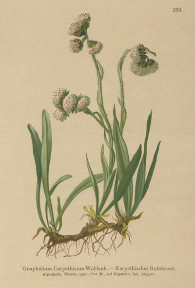 Cudweed (Gnaphalium Carpathicum) av German School