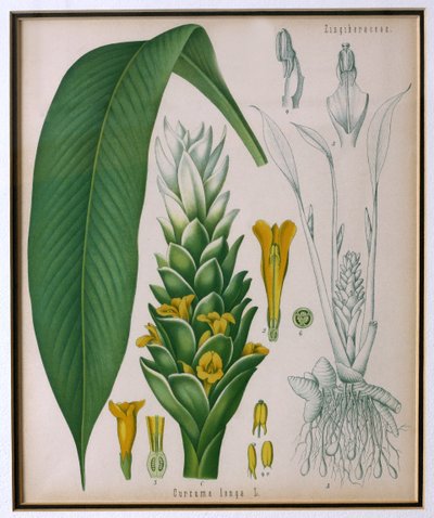 Curcuma longa (gurkmeja) från Kohlers Medicinal Plants av Franz Eugen Kohler av German School