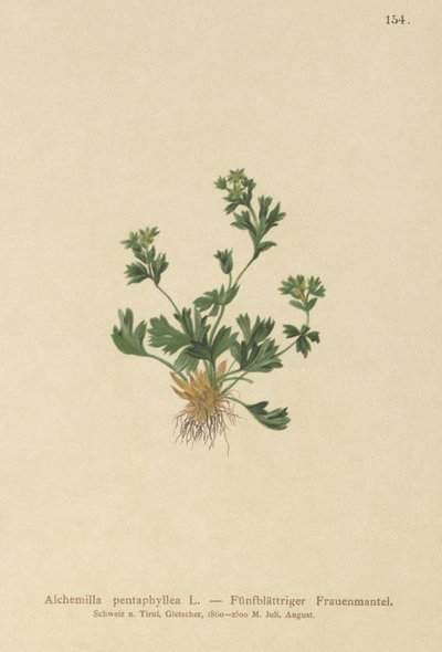 Klippbladig dammantel (Alchemilla pentaphylla) av German School