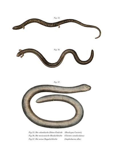 Chubiers Bachia (Kalor Litho) av German School
