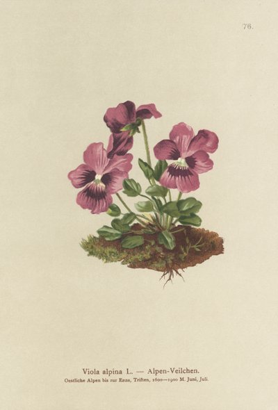 Cyclamen, alpviol (Viola alpina) av German School
