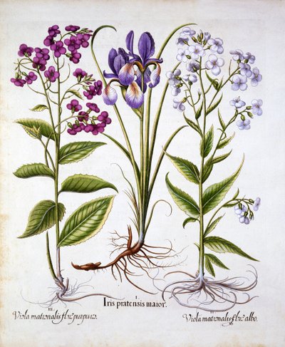 Dames Violet and a Field Iris, från Hortus Eystettensis, av Basil Besler (1561-1629), pub. 1613 (handfärgad gravyr) av German School
