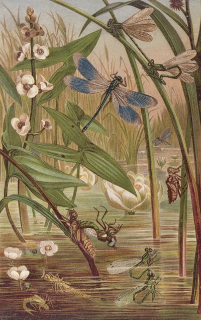 Damselfly Hatching, tallrik från Brehms Animal Life: General Knowledge of the Animal Kingdom, vol.9, s.554, utgiven av Bibliographic Institute, 1892 av German School