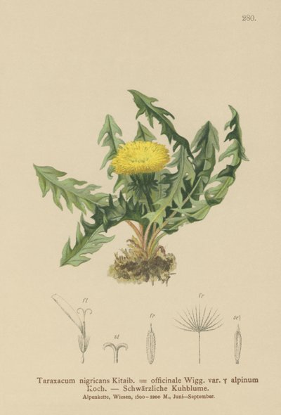 Maskros (Taraxacum nigricans, Taraxacum officinale var. Alpinum) av German School
