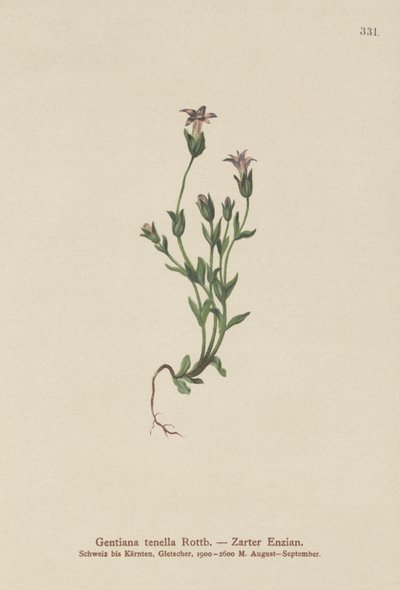 Dansk dvärggentiana (Gentiana tenella, Gentianella tenella, Comastoma tenellum) av German School