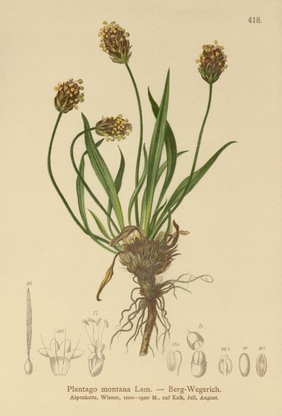 Mörk groblad (Plantago atrata, Plantago montana) av German School