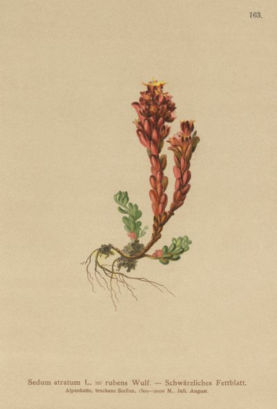 Mörk stengröt (Sedum atratum, Sedum rubens) av German School