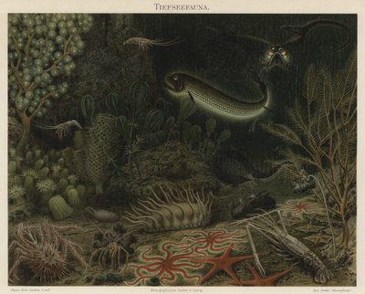 Djuphavsfauna (färg litho) av German School