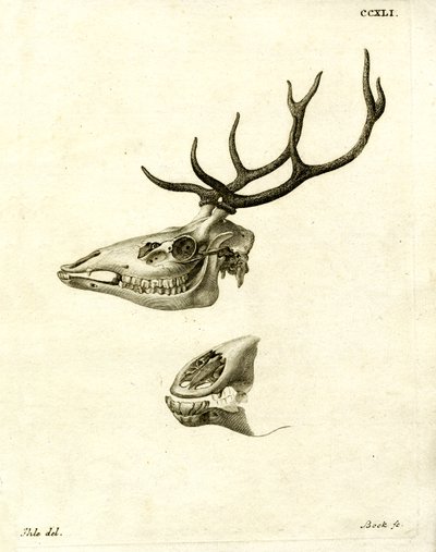 Hjorthorn (färgad gravyr) av German School