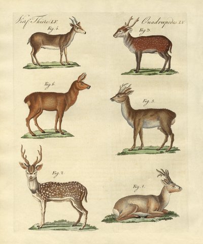 Rådjur och fawns av German School