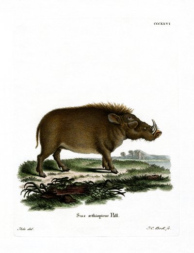 Desert Warthog (färgad gravyr) av German School