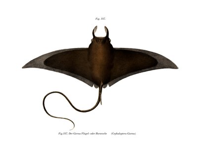 Devil Fish (färg litho) av German School