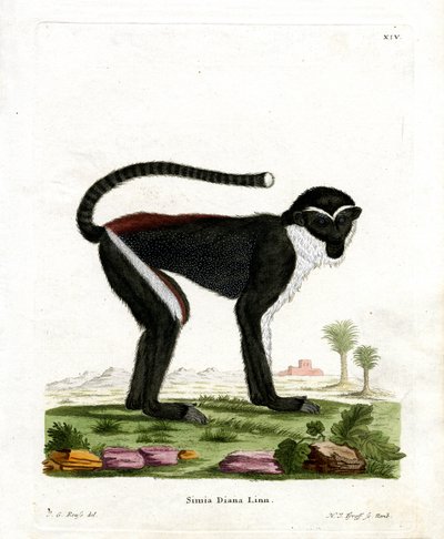 Diana Monkey (färgad gravyr) av German School