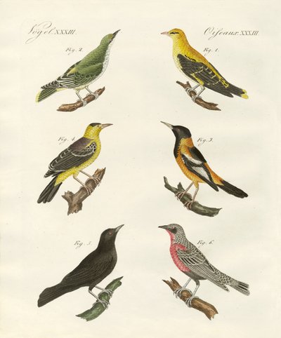 Olika sorters gyllene oriole av German School