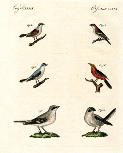 Olika sorters shrikes av German School