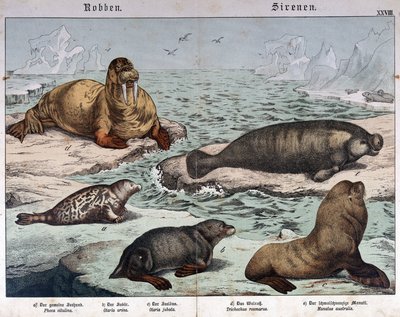 Olika typer av sälar (marmorerad säl till vänster), valross (överst till vänster) och sjölejon - i "Natural history of mammals", red. Schreiber, München av German School