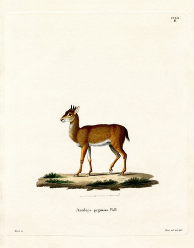 Dik-dik (färgad gravyr) av German School