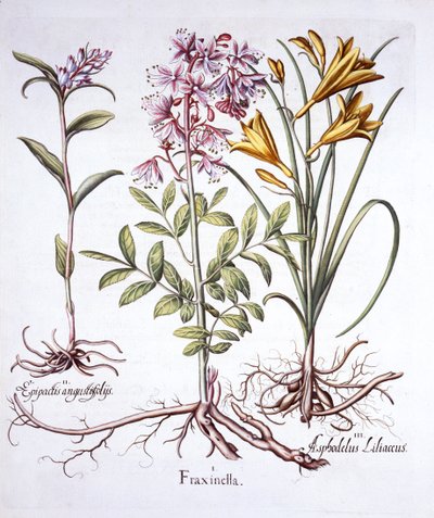 Dittany, White Helleborine och Yellow Day Lily, från Hortus Eystettensis, av Basil Besler (1561-1629), pub. 1613 (handfärgad gravyr) av German School