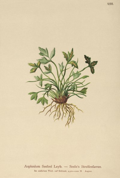 Dolomitmjältört (Asplenium Seelosii) av German School