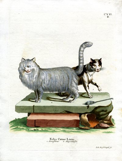 Tamkatt (färgad gravyr) av German School