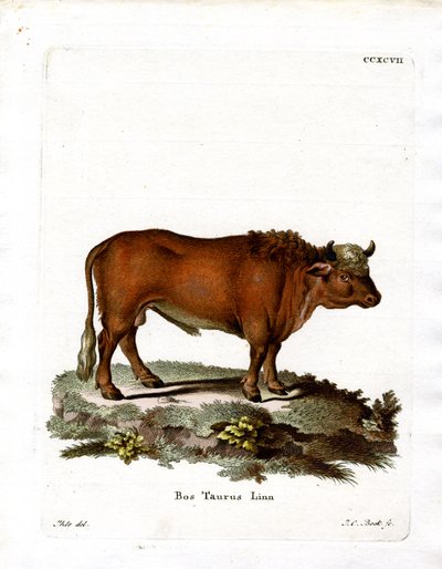 Tamboskap (färgad gravyr) av German School
