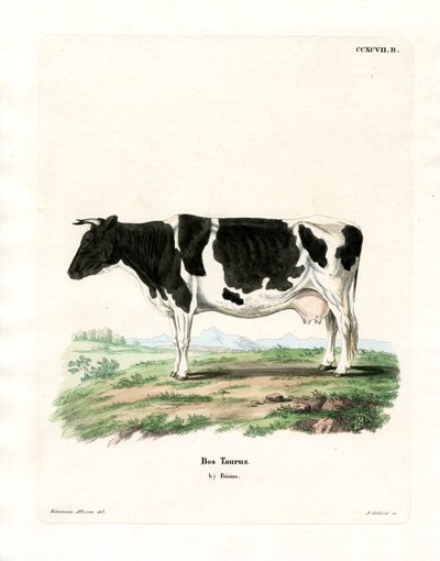 Tamboskap (färgad gravyr) av German School