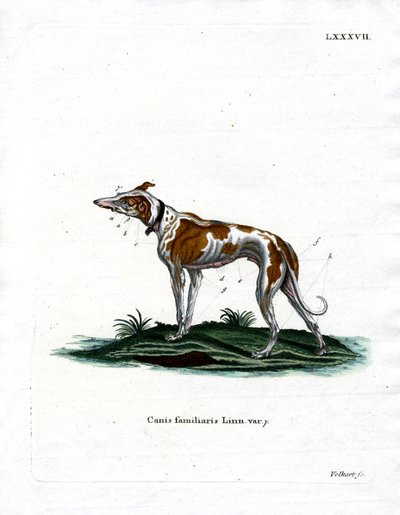 Tamhund (färgad gravyr) av German School