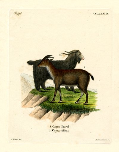 Tamget (färgad gravyr) av German School