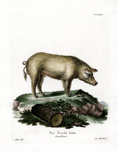 Tamgris (färgad gravyr) av German School