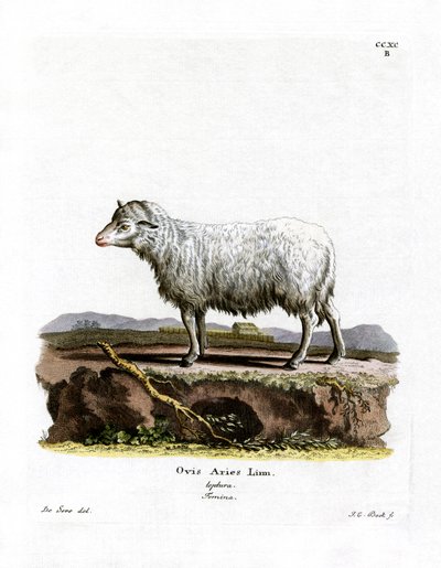 Tamfår (färgad gravyr) av German School