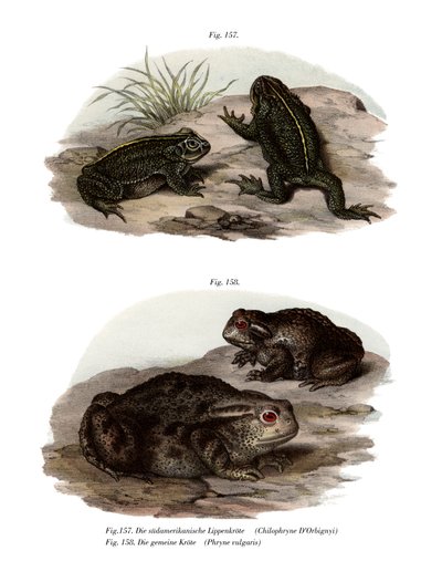Dorbignys padda (färg litho) av German School
