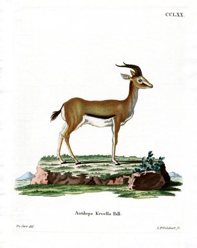 Dorcas Gazelle (färgad gravyr) av German School