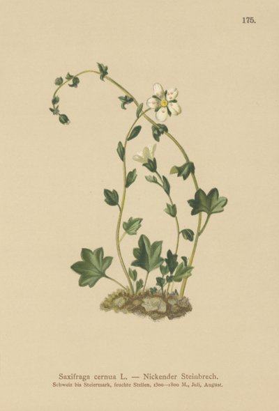 Hängande saxifrage (Saxifraga cernua) (färg litho) av German School