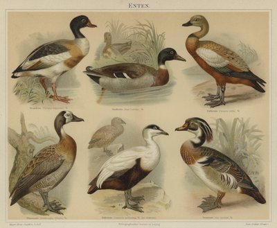 Ankor (färg litho) av German School