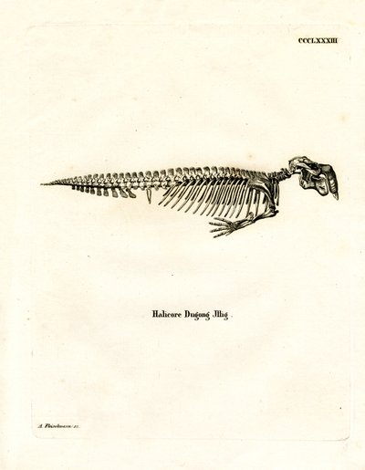Dugong Skeleton (färgad gravyr) av German School