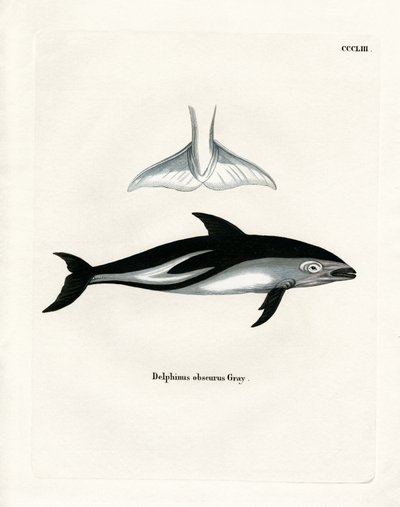 Dusky Dolphin (färgad gravyr) av German School