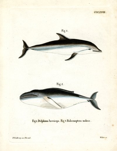Dusky Dolphin (färgad gravyr) av German School