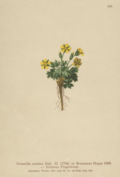 Dvärgpork (Potentilla minima, Potentilla Brauneana, Potentilla dubia) av German School